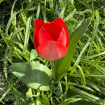 Profile photo of boudicca