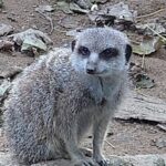 Profile photo of Nethers