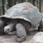 Profile photo of TheSlowOne