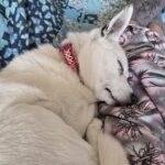 Profile photo of Jammy_Dodger