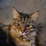 Profile photo of Serenityxx