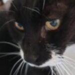 Profile photo of nadine-simpson