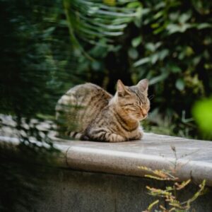 Profile photo of kat-ansell