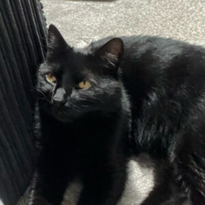 Profile photo of black-cat-queen