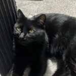 Profile photo of Black-cat-queen