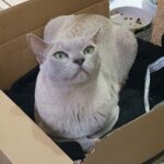 Profile photo of T.J