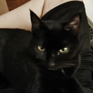 Profile photo of RAZIEL