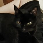 Profile photo of RAZIEL