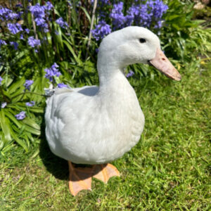 Profile photo of DuckDuckGoose