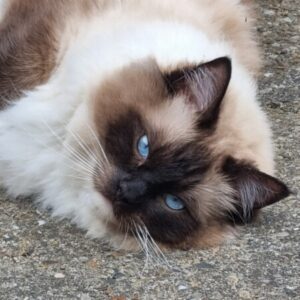 Profile photo of A_Kitty
