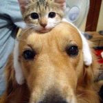 Profile photo of Starman