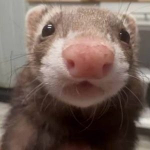 Profile photo of Ferret