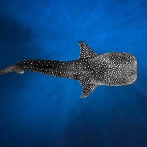 Profile photo of TheMeg