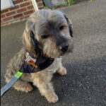 Profile photo of Maisiemoothejackapoo01