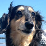 Profile photo of melhundo