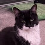 Profile photo of DAZ82